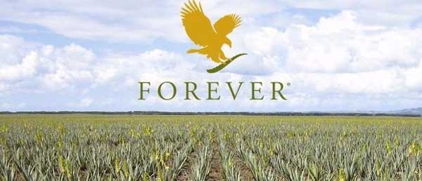 champs d'aloe vera avec le logo forever living en jaune dans le ciel